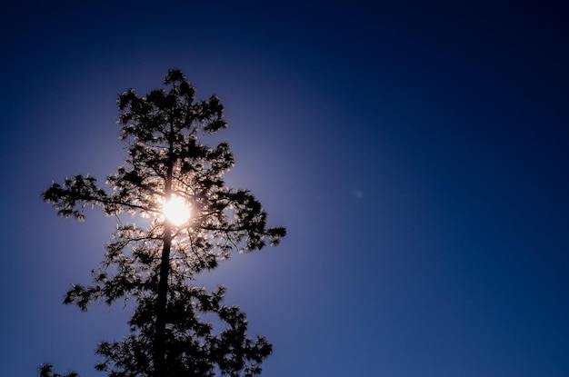 Silueta de árbol de luz de fondo