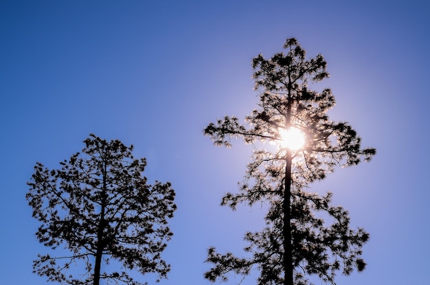 Silueta de árbol de luz de fondo