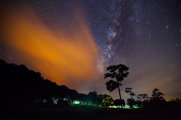 Silueta de árbol con luz de nube y Vía Láctea