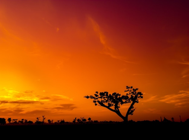 Silueta de árbol minimalista con cielo naranja al atardecer en África. Con espacio vacío para ingresar texto