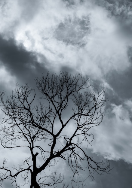 Silueta de árbol muerto y rama en cielo gris