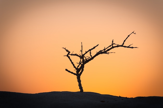 Silueta del árbol muerto