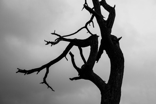 Silueta de árbol negro contra el cielo gris