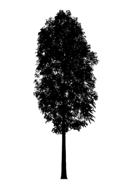 Silueta de árbol. Objeto de naturaleza aislado