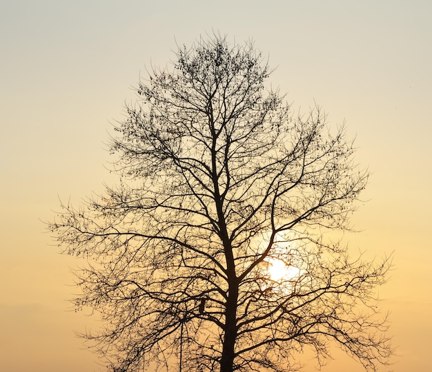 silueta, de, árbol, en, ocaso