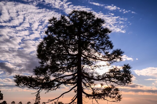 Silueta de un árbol con puesta de sol en la parte posterior