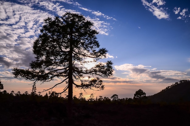 Silueta de un árbol con puesta de sol en la parte posterior