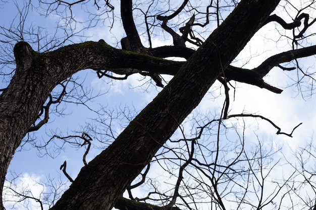 Silueta de árbol de ramas muertas con cielo azul y nubes