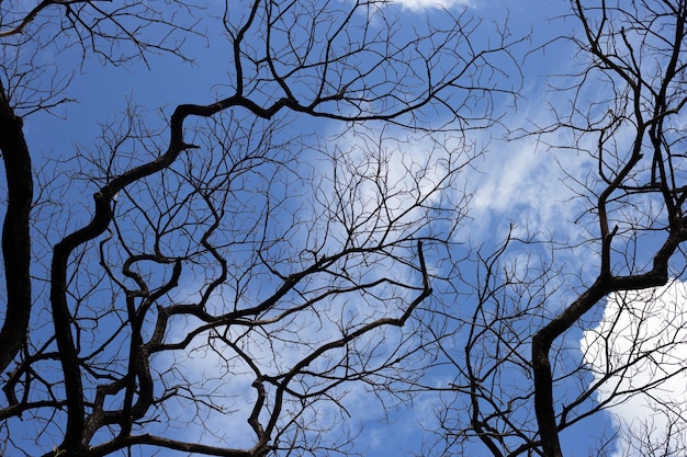 Silueta de árbol de ramas muertas con cielo azul y nubes