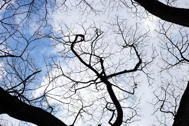 Silueta de árbol de ramas muertas con cielo azul y nubes