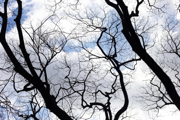 Silueta de árbol de ramas muertas con cielo azul y nubes