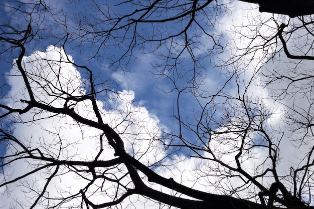 Silueta de árbol de ramas muertas con cielo azul y nubes