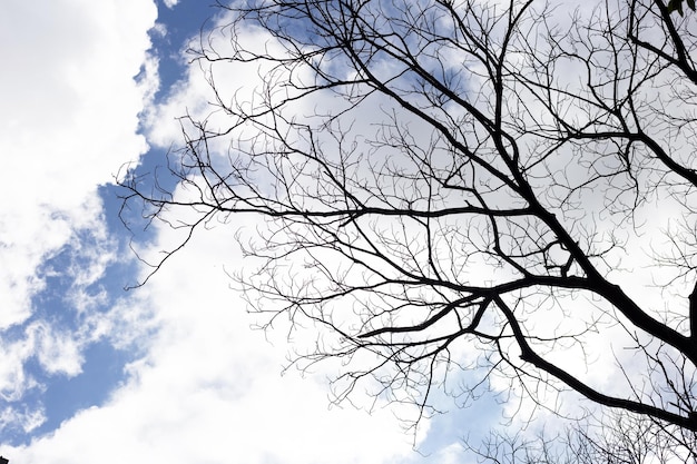 Silueta de árbol de ramas muertas con cielo azul y nubes