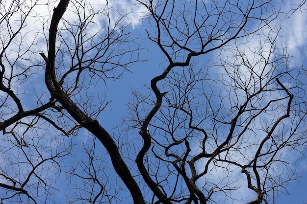 Silueta de árbol de ramas muertas con cielo azul y nubes