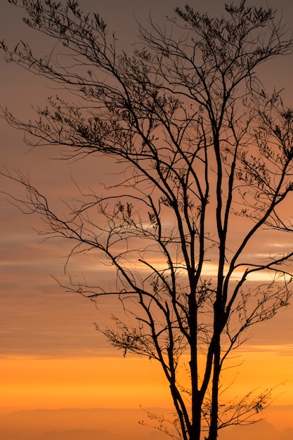 silueta de árbol con salida del sol en la mañana