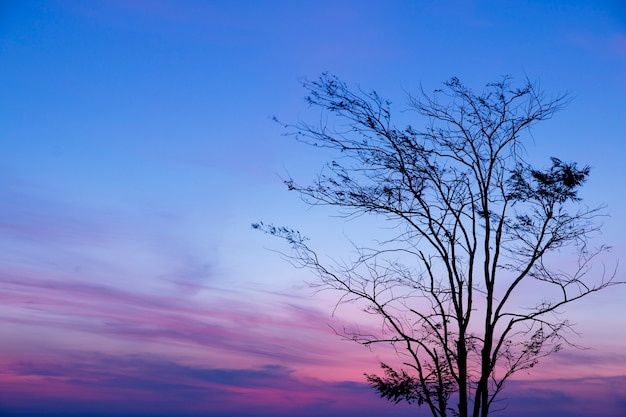 silueta de árbol con salida del sol en la mañana