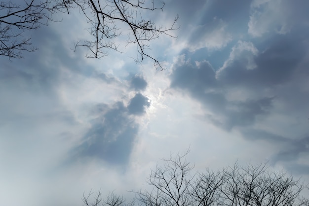 Silueta del árbol seco y la luz del sol brillando a través del cielo nublado.