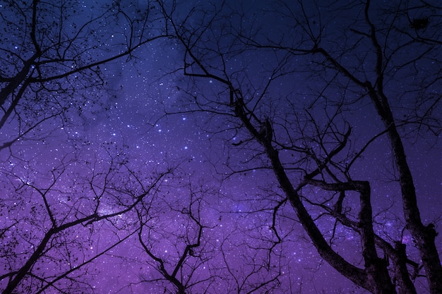 Silueta de árbol seco en la noche con cielo estrellado