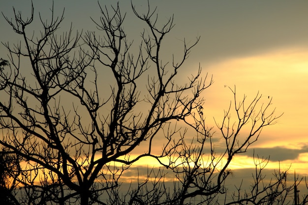 Silueta árbol de sombra en el cielo del atardecer se siente solo