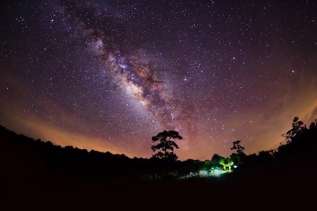 Silueta de árbol y Vía Láctea fotografía de larga exposición