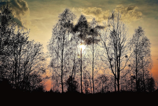 Foto silueta de los árboles al atardecer