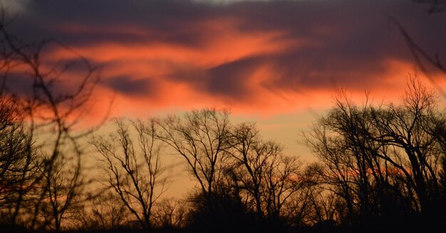 Foto silueta de árboles al atardecer