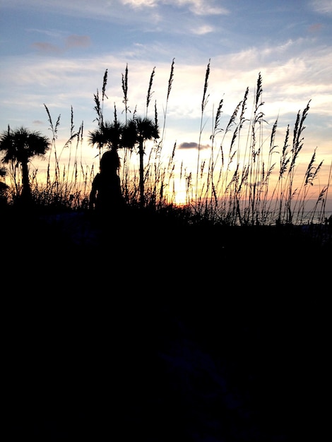 Silueta de árboles al atardecer