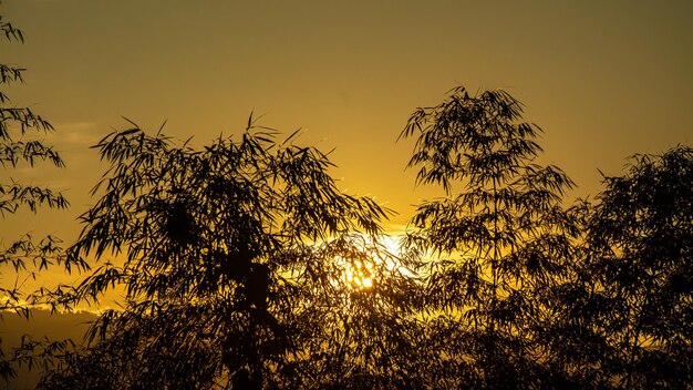 Silueta de árboles de bambú durante la puesta de sol