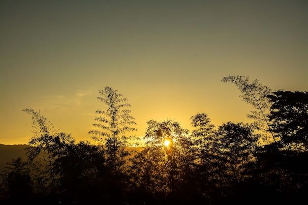 Silueta de árboles de bambú durante la puesta de sol