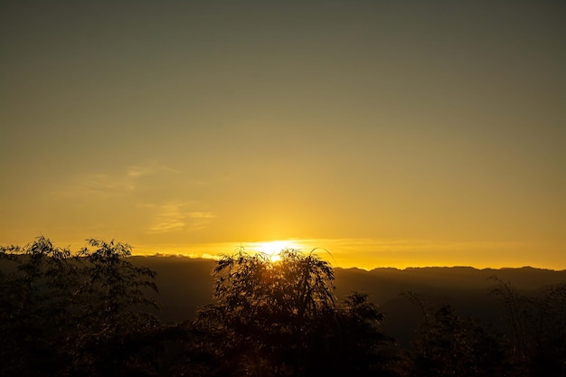 Silueta de árboles de bambú durante la puesta de sol