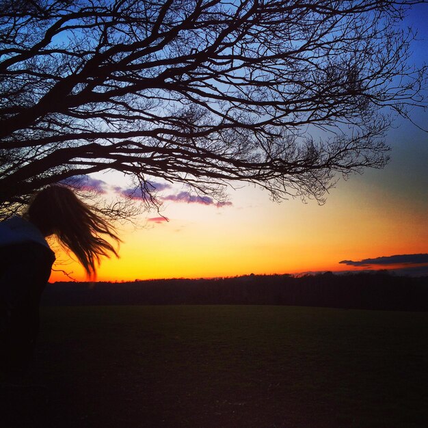 Foto silueta de árboles en el campo al atardecer