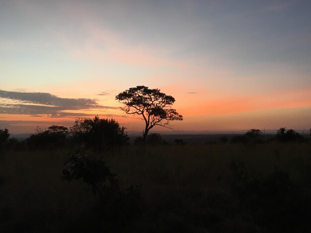 Silueta de árboles en el campo al atardecer