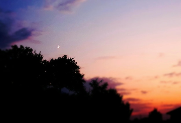 Foto silueta de árboles contra el cielo al atardecer