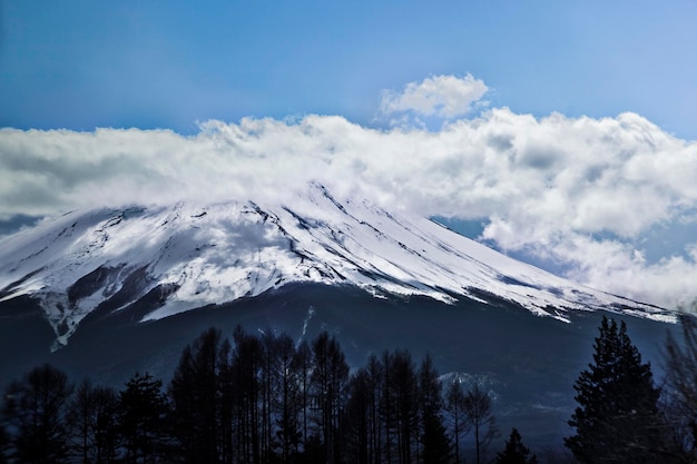 La silueta de los árboles contra la montaña cubierta de nieve