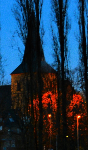 Silueta de los árboles por la noche