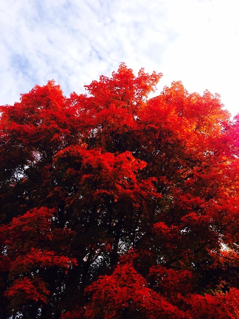 Silueta de los árboles durante el otoño