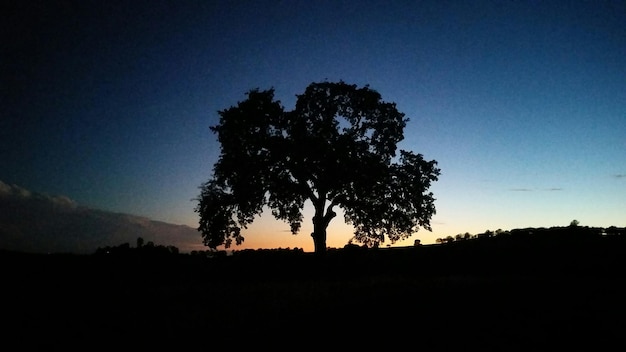 Foto silueta de árboles en el paisaje al atardecer