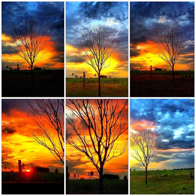 Foto silueta de árboles en el paisaje contra el cielo nublado al atardecer