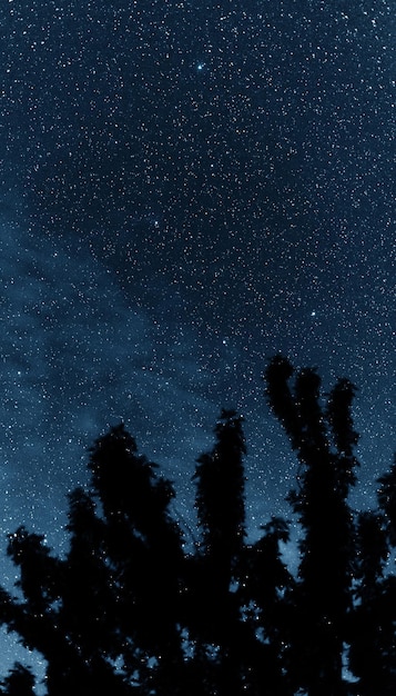 Silueta de árboles con el telón de fondo del cielo nocturno. Cielo nocturno con estrellas.