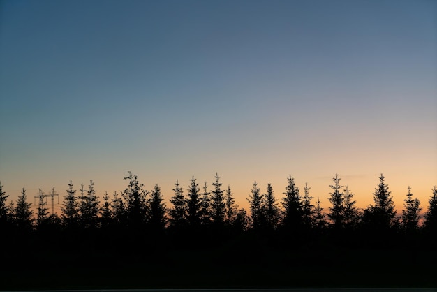 Silueta de bosque de abetos en el crepúsculo