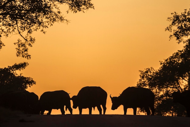 Silueta de búfalos en el campo contra el cielo durante la puesta de sol