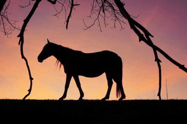 silueta de caballo en el campo y fondo de puesta de sol en verano