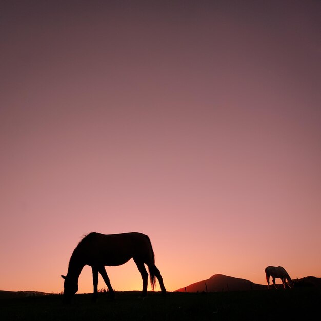 silueta de caballo en el campo y hermoso fondo de puesta de sol