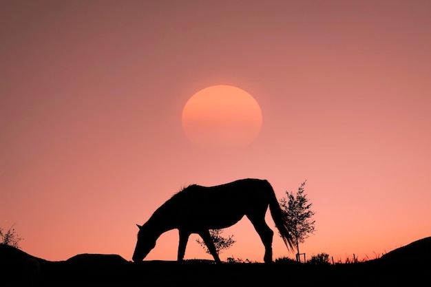 silueta de caballo en el campo