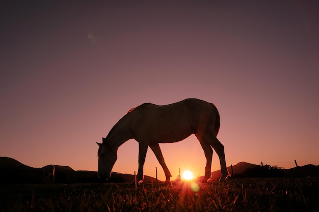 silueta de caballo en el campo