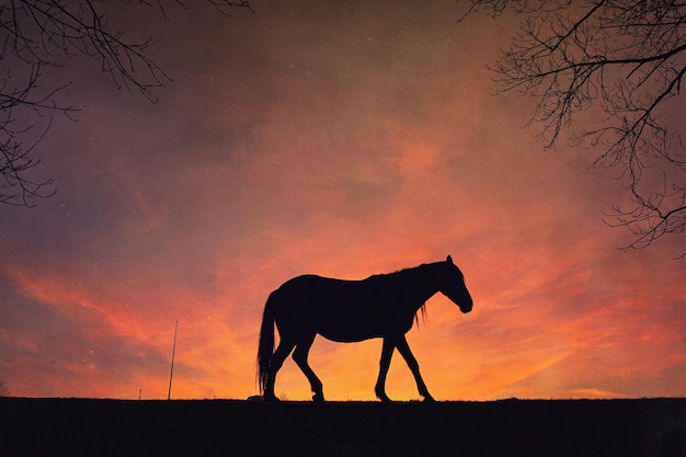 silueta de caballo con un hermoso fondo de puesta de sol