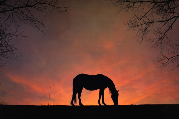 silueta de caballo con un hermoso fondo de puesta de sol