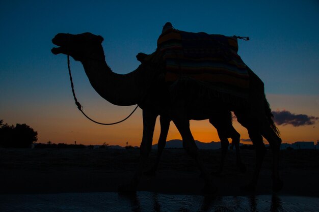 Foto silueta de un caballo en la playa contra el cielo durante la puesta de sol