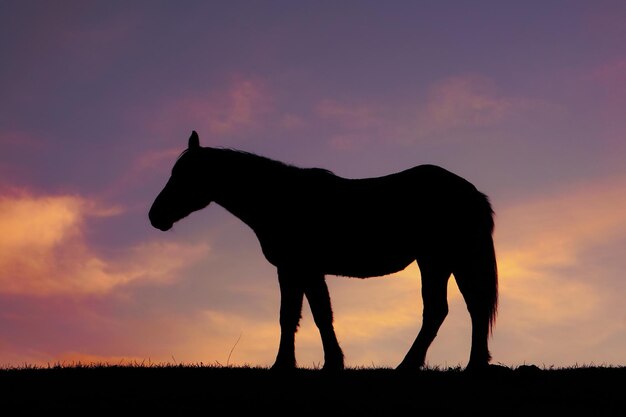 Silueta de caballo y puesta de sol en el prado