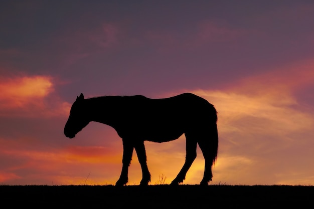 silueta de caballo y puesta de sol en el prado